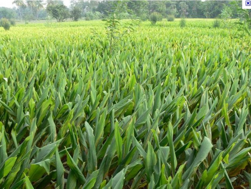 Clube Agro- Rede Social do Agronegócio