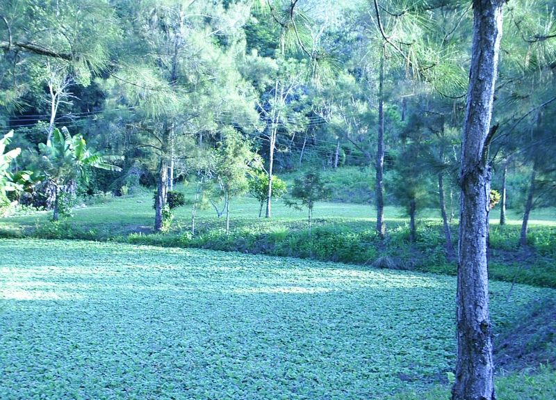 LAGO COM PEIXES NA POUSADA COLINA VERDE