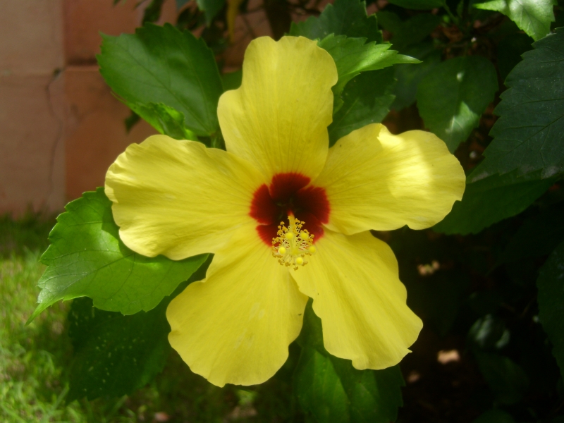 Hibisco amarelo