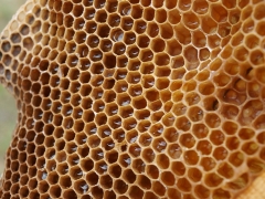 Casa da abelha - qualidade e bom preço