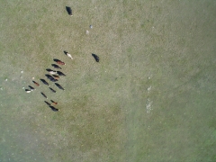 Aero fazendas - imagens aéreas para propriedades rurais - foto 18