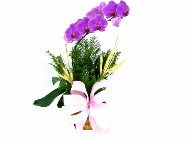orquídeas para presente