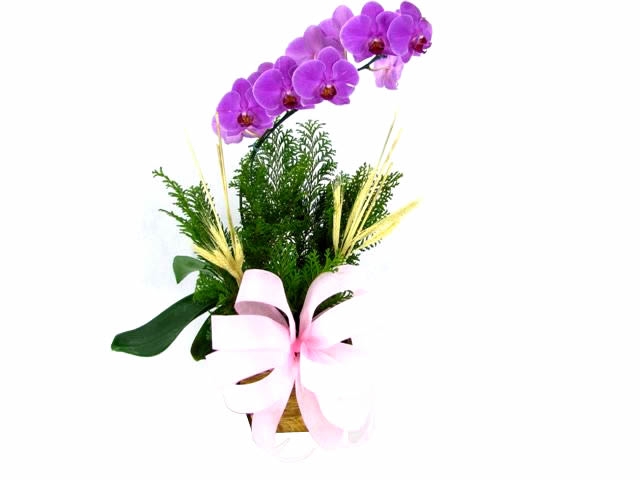 orqudeas para presente