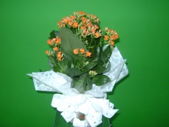 Vaso de planta
