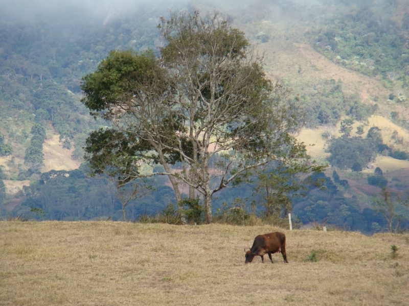 animais do sitio