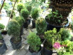 Serviços de manutenção de jardim em geral.