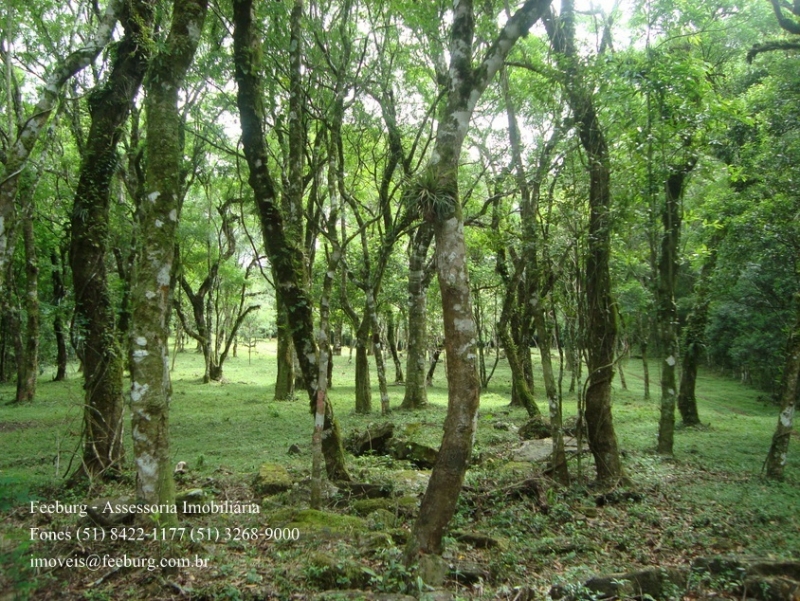 São Francisco de Paula (RS) mata nativa