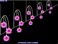 Laterais em flores