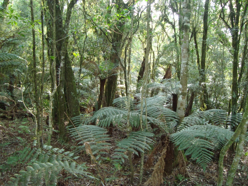 terreno em condomínio de são Francisco de Paula