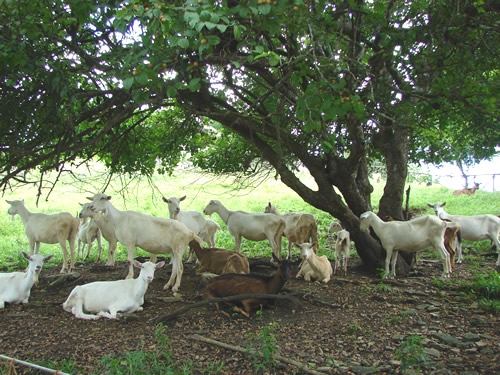 Hotel Fazenda Boa Luz