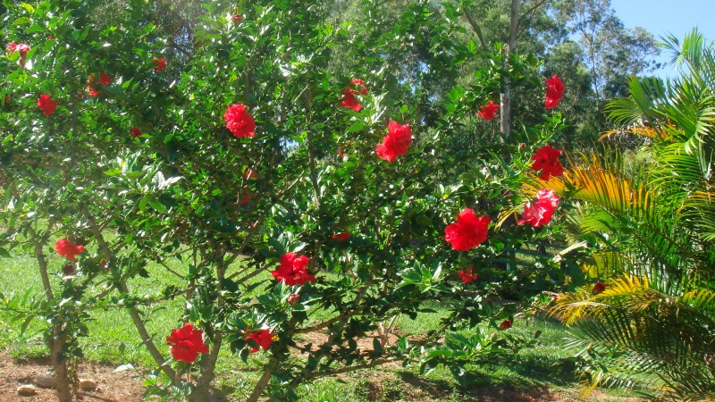 Jardim da Pousada