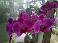 Orquídeas phalaenopsis