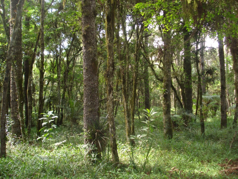 rea de terreno com bosque privativo no Residencial O Recanto II - Bosques Residenciais - Piraquara/Pr