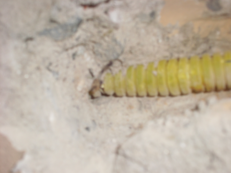 SINALIZAÇÃO COLETA SELETIVA