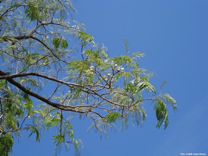 Angico cabelo de nego