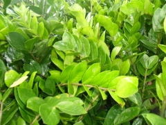 Foto 4 plantas no Bahia - Niarts Paisagismo | Empresa de Jardinagem Bahia