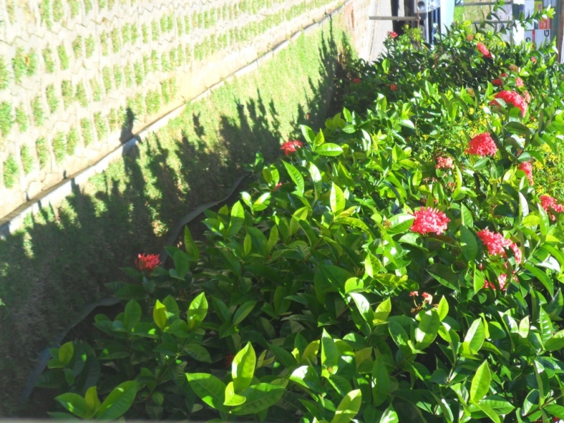 Niarts Paisagismo | Empresa de Jardinagem Bahia