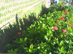 Niarts paisagismo | empresa de jardinagem bahia - foto 3