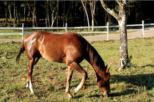 Cavalo pastando