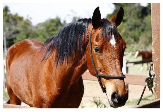 Cavalo no centro hípico