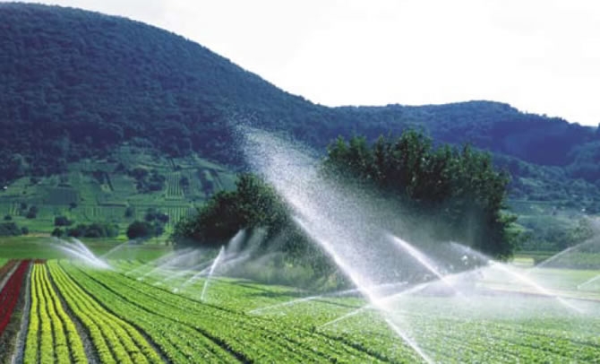 Irrigação de hortaliças
