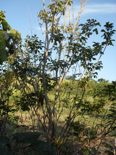 abritta plantas