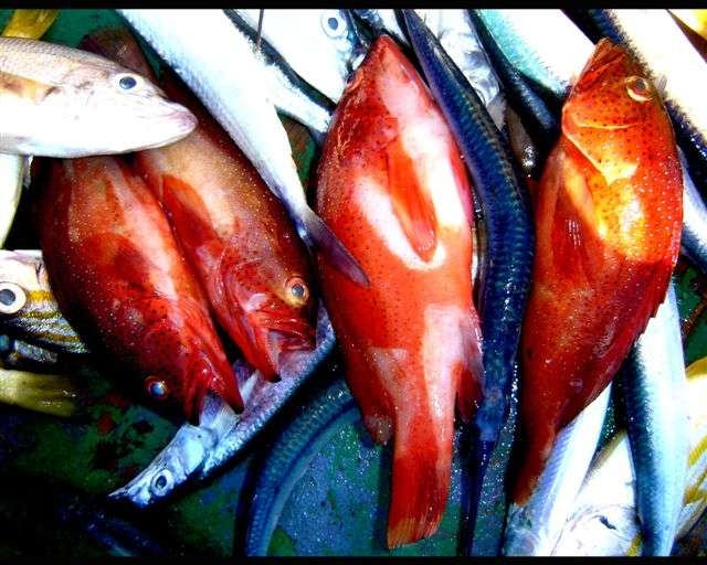 Peixes de várias espécies