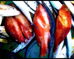 Peixes de vrias espcies