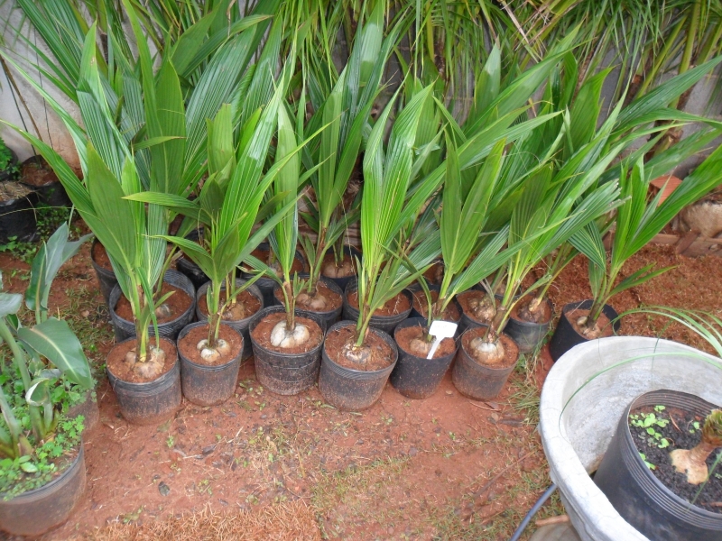 mudas de coco na castanha