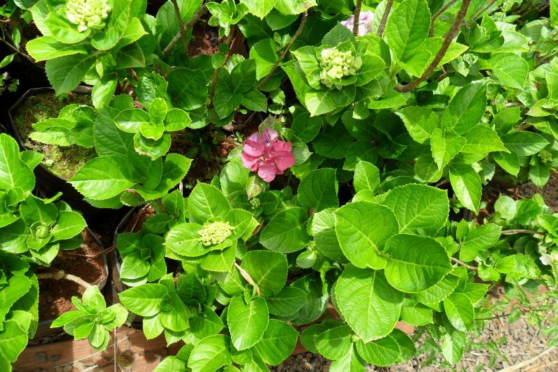 hortensia