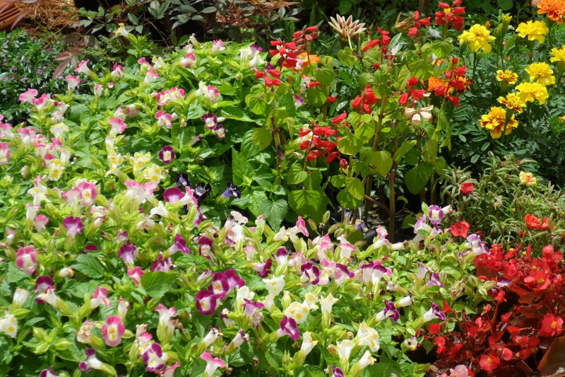 torrenias , tagetes ,begonia