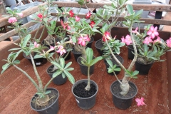 Adenium-obesum-ou rosa do deserto