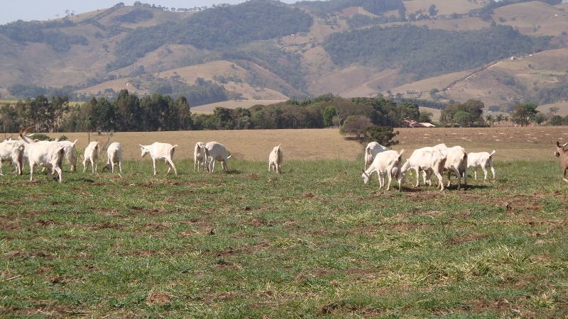 Imagens de Joanópolis