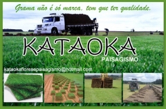 Grameira kataoka - foto 17