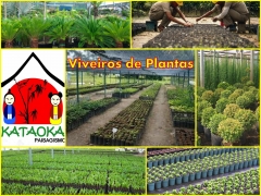 Foto 16 fornecedores para floriculturas - Grameira Kataoka
