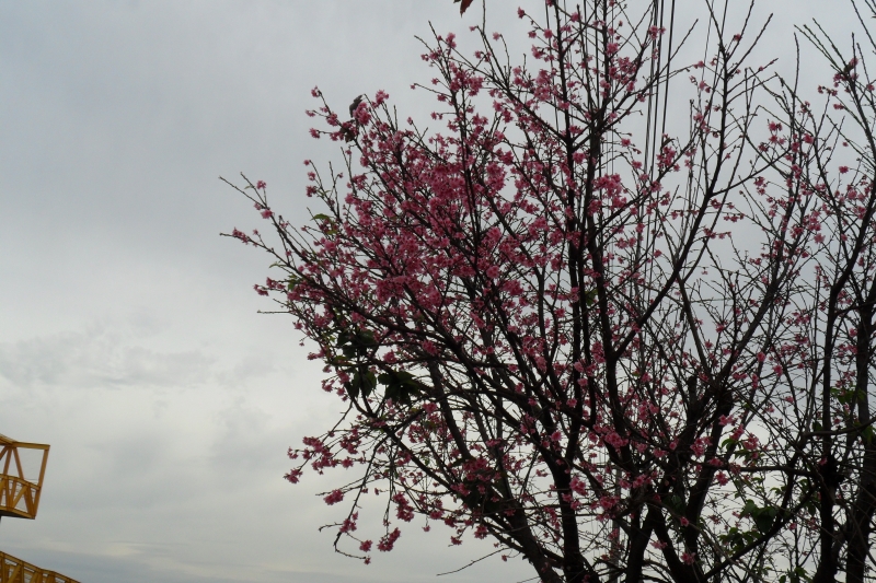 florada das cerejeira do japão - em paiçandu pr