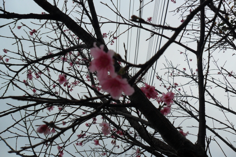 sakura - flor de cerejeira - no japão, simboliza o amor, a felicidade, a renovação, e a esperança.