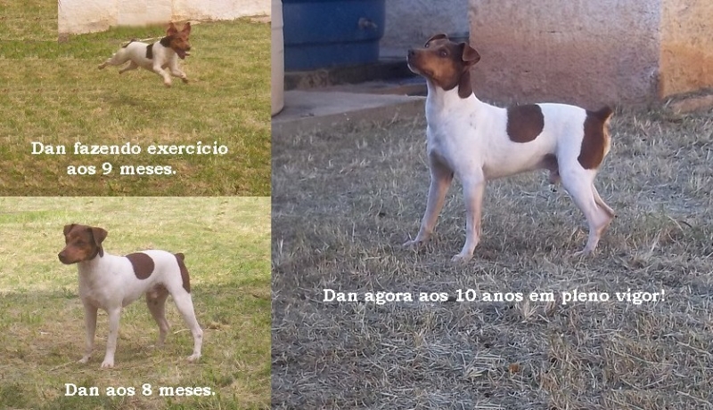 CANIL PEDRA DE GUARATIBA - Terrier Brasileiro (Fox Paulistinha) Dan da Pedra de Guaratiba - nascimento: 24/06/2004. Filhotes disponveis: http://www.canilpguaratiba.com/html/filhotes_tb.html #CanilPedradeGuaratibaTerrierBrasileiro #CanilPedradeGuaratibaFoxPaulistinha