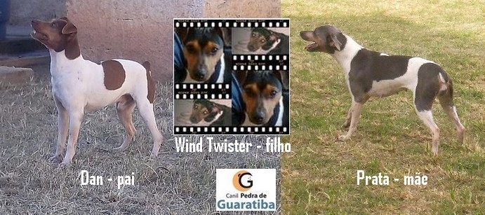 CANIL PEDRA DE GUARATIBA - Terrier Brasileiro (Fox Paulistinha) Na foto Wind Twister da Pedra de Guaratiba (Proprietário: Everton) com seus pais Dan e Prata.  Filhotes disponíveis: http://www.canilpguaratiba.com/html/filhotes_tb.html #CanilPedradeGuaratibaTerrierBrasileiro #CanilPedradeGuaratibaFoxPaulistinha