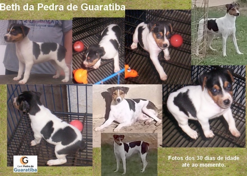 CANIL PEDRA DE GUARATIBA - Terrier Brasileiro (Fox Paulistinha) Beth da Pedra de Guaratiba - Fotos desde os 30 dias até a idade adulta!  Filhotes disponíveis: http://www.canilpguaratiba.com/html/filhotes_tb.html #CanilPedradeGuaratibaTerrierBrasileiro #CanilPedradeGuaratibaFoxPaulistinha