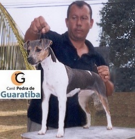 CANIL PEDRA DE GUARATIBA - Terrier Brasileiro (Fox Paulistinha) Investimento em genética! Investimento em estrutura! 24 anos de dedicação! Fêmea tricolor de azul. Filhotes disponíveis: http://www.canilpguaratiba.com/html/filhotes_tb.html #CanilPedradeGuaratibaTerrierBrasileiro #CanilPedradeGuaratibaFoxPaulistinha