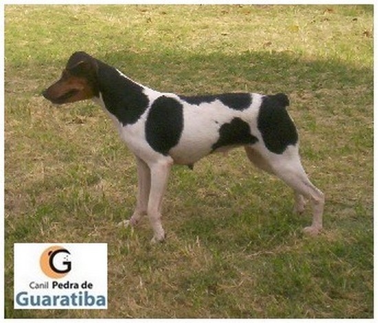 CANIL PEDRA DE GUARATIBA - Terrier Brasileiro (Fox Paulistinha) FELIZ DIAS DOS PAIS PARA TODOS OS PAPAIS! Investimento em Gentica! Investimento em Estrutura! 24 Anos de Dedicao! Fmea tricolor preto. Filhotes disponveis: http://www.canilpguaratiba.com/html/filhotes_tb.html #CanilPedradeGuaratibaTerrierBrasileiro #CanilPedradeGuaratibaFoxPaulistinha