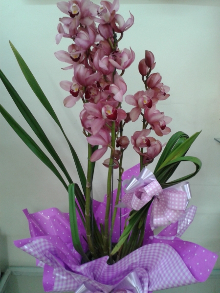 Orquidea cymbidio cor de rosa linda embalada