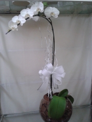 Maravilhosa orquidea falenopsis embalada em aquário de vidro