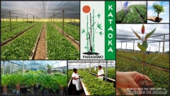 Grameira kataoka - foto 8
