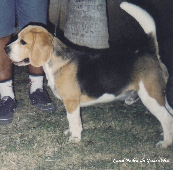 Beagle - Criao - Exemplares - Plantel - Padreador - DANNY! Visite: http://www.canilpguaratiba.com/html/beagles.html  Facebook: http://pt-br.facebook/canilpedradeguaratiba Instagram: http://instagram.com/canilpguaratiba #canilpedradeguaratibabeagle  #canilpedradeguaratibabeagles  #canilpedradeguaratiba  #beagle  #beagles