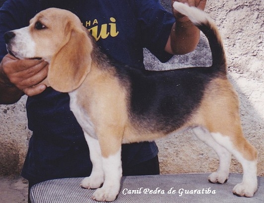 Beagle - Criação - Exemplares - Plantel - PADREADORES E MATRIZES! Visite: http://www.canilpguaratiba.com/html/beagles.html  Facebook: http://pt-br.facebook/canilpedradeguaratiba Instagram: http://instagram.com/canilpguaratiba #canilpedradeguaratibabeagle  #canilpedradeguaratibabeagles  #canilpedradeguaratiba  #beagle  #beagles