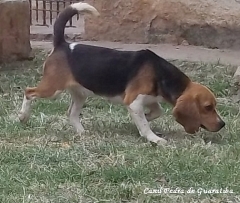 Beagle - criao - exemplares - plantel - padreadores e matrizes! visite: http://www.canilpguaratiba.com/html/beagles.html  facebook: http://pt-br.facebook/canilpedradeguaratiba instagram: http://instagram.com/canilpguaratiba #canilpedradeguaratibabeagle  #canilpedradeguaratibabeagles  #canilpedradeguaratiba  #beagle  #beagles