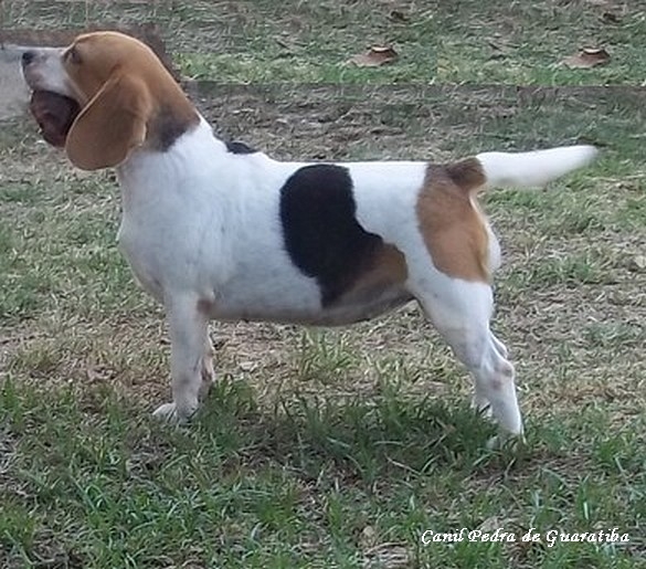 25 ANOS EM 2015! Filhotes de Beagle Disponveis! Ver mais: http://www.canilpguaratiba.com/html/filhotes_beagles.html Instagram: http://instagram.com/canilpguaratiba #canilpedradeguaratibabeagle #canilpedradeguaratibabeagles  #canilpedradeguaratiba #beagle #beagles