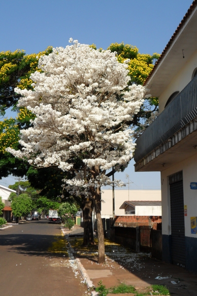 a florada do ipe branco em paiçandu PR